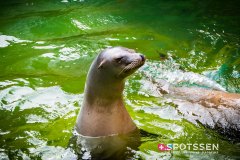 anverszoo_191030_-48