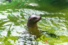 anverszoo_191030_-49