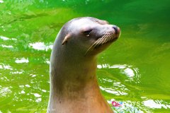 anverszoo_191030_-50