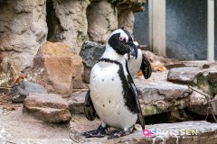anverszoo_191030_-53