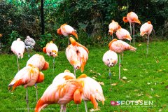 anverszoo_191030_-55