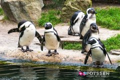anverszoo_191030_-8
