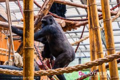 anverszoo_191030_-9