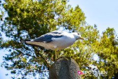 tossa_240716_-43
