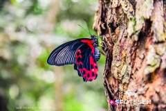 2025.02 CH | Papiliorama FR
