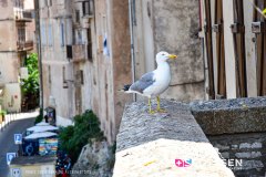 bonifacio_250724_-52