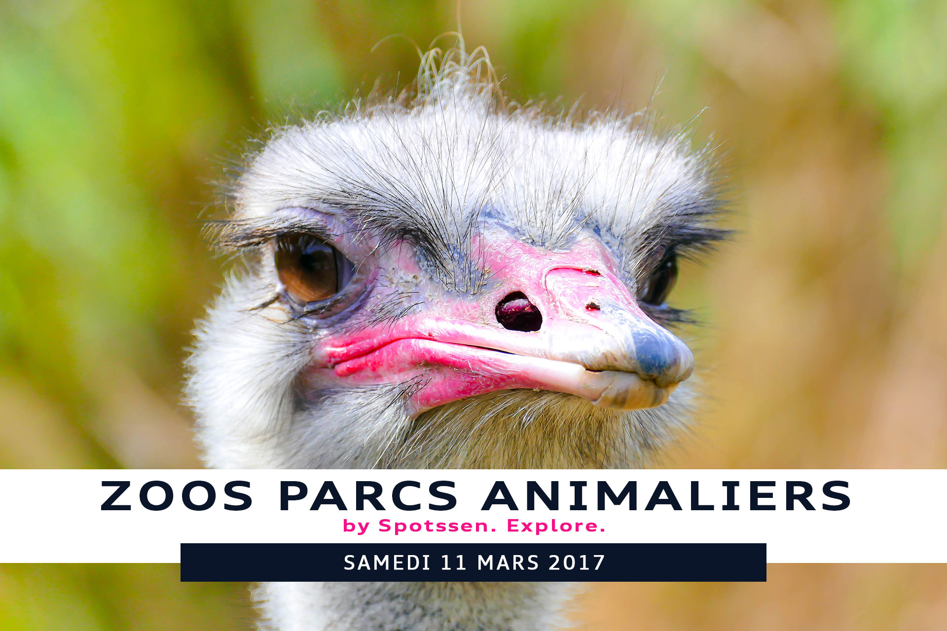 2017, servion, zoos, vaud, suisse, animaux